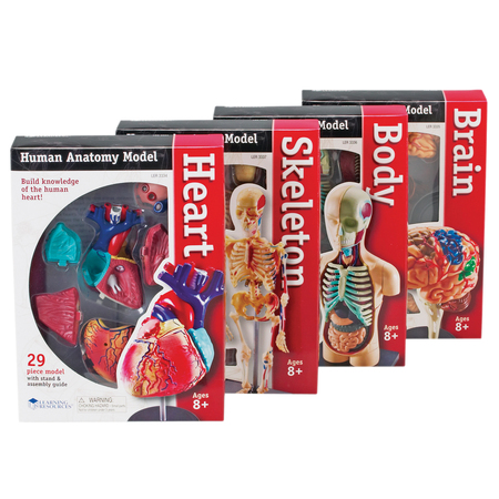 LEARNING RESOURCES Anatomy Models Set 3338